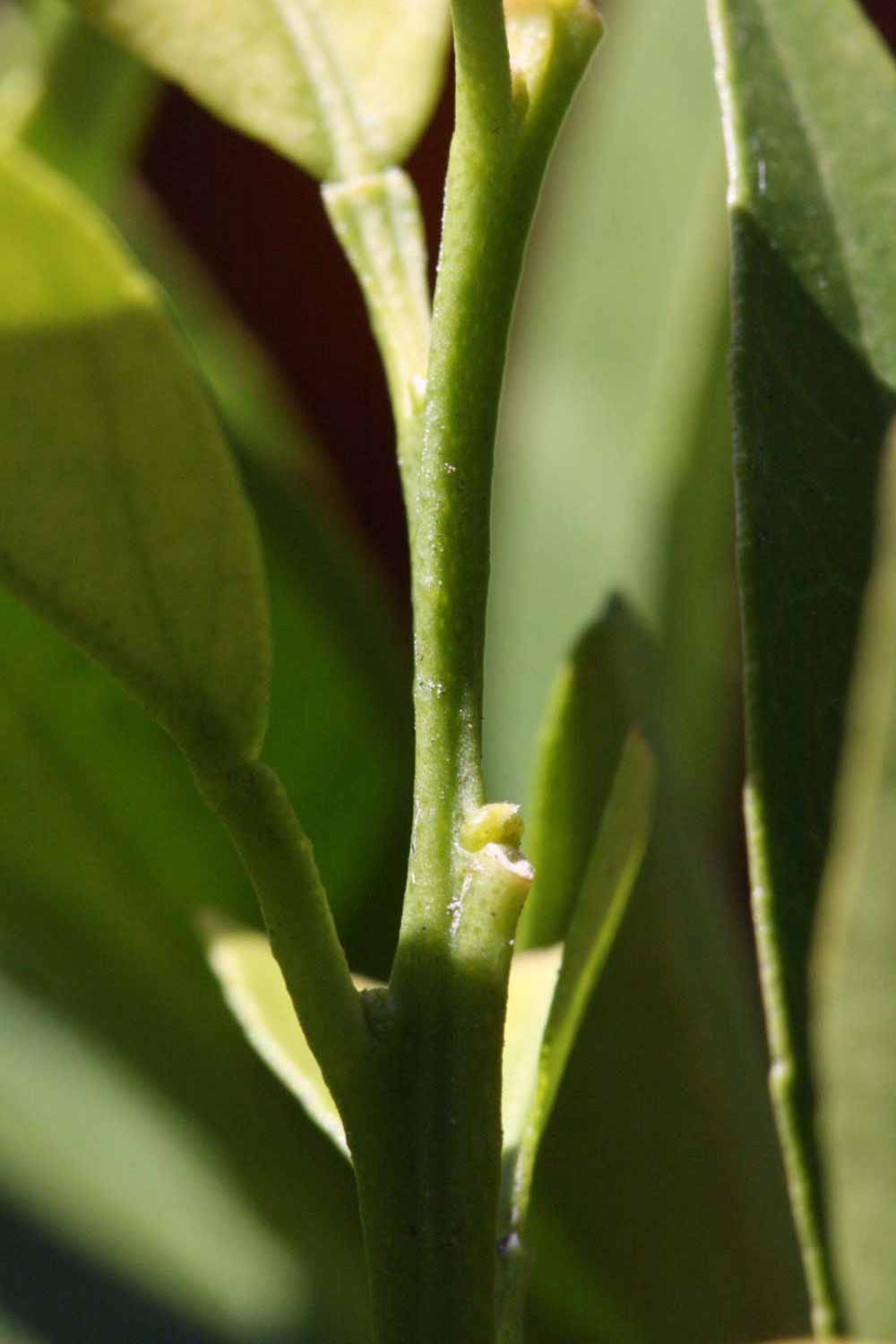              First year twig (Laranja Cravo, Riverside,   CA)       